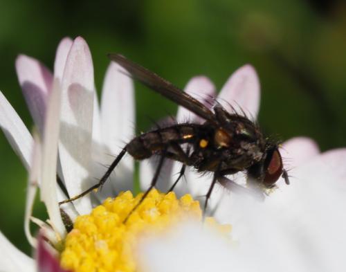 Anthomyiinae